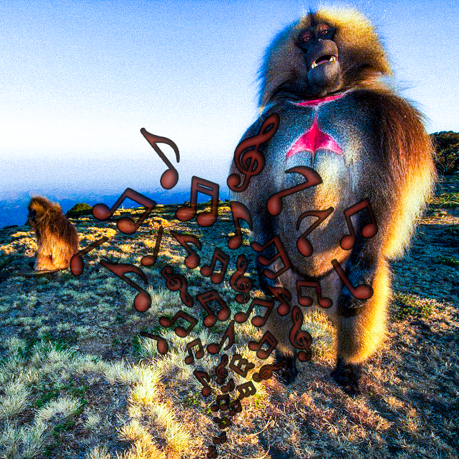 Gelada, Éthiopie